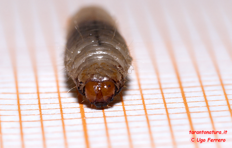 Larva tra le castagne, la faccio crescere...?